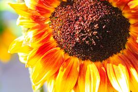 blooming sunflower, close-up