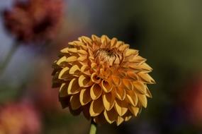 Flower Dahlia Autumn