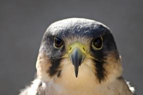 Peregrine Bird Beak face of a wild falcon