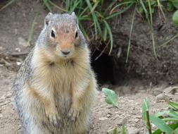 wild Rodent in Glacier Usa