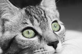 Cat Kitty Face