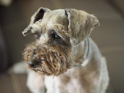 photo of a cute puppy with a beard