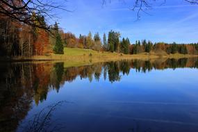 Lake Forest Trees