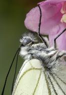 macro photo of a white moth on a pink flower