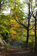 Pagoeta Forest Autumn