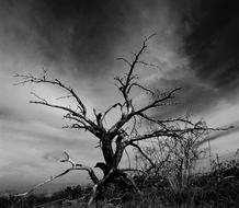 Tree Nature Dry Black And