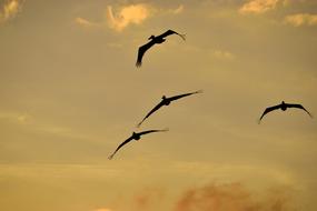 Sunset Florida Birds