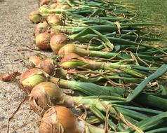 Onions Vegetables Homegrown