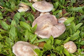 Mushroom Meadow Grass