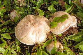 Mushroom in Meadow Grass