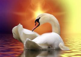 swan on golden water as digital fantasy