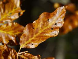 Leaves Fall Autumn Leaf Dead