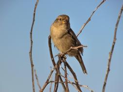 incredible Sparrow Bird Looking