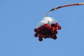 Snow Berries Berry Red