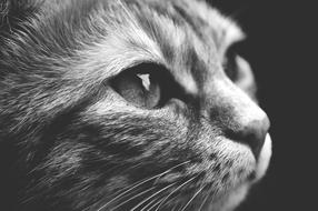 black and white portrait of a sweet cat