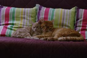 two red cats rest together on sofa