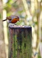 little robin bird on a green log