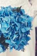 blue flowers bouquet many