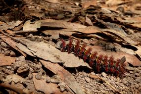 Caterpillar Cocoon