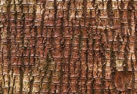 Bark Tree