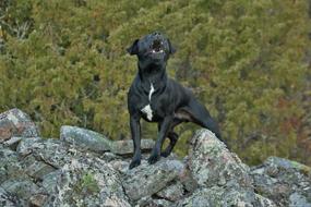 black terrier on the rocks