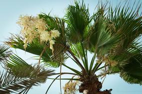 tropical coconut Palm leaves