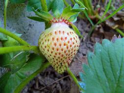 Strawberry Fruit Close Up