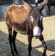 brown Donkey on farm