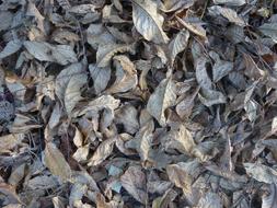 fallen Autumn Leaves, grey background