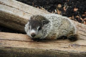 incredible Baby Groundhog Lonely