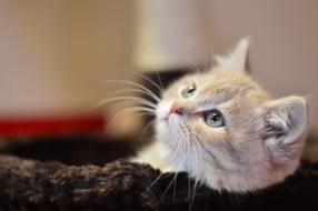 cute kitten lies in the living room