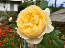 a large flower bud in the garden