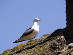 seagull on the roof against a clear sky