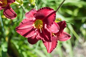 garden Red Flora