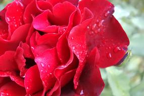 Petals Drops Rose