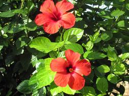 Hibiscus Flower Tree Flowering