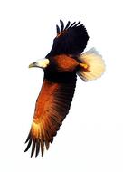 brown eagle with wide wingspan as a 3d illustration