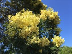 Mimosa Tree in garden