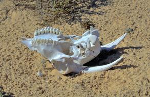 incredible Goat Skull Skeleton