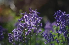 Purple flowers on a stem landscape