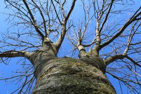 Tree Winter Sky