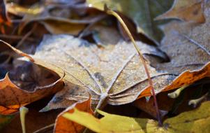 Leaves Frost Nature