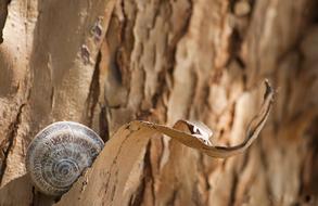 Snail Bark on Tree