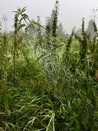 wild grasses in the field