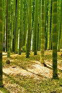 Japan Bamboo Forest