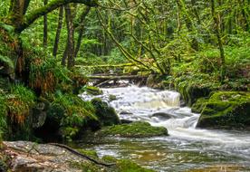 River Trees Landscape