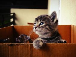 little kitten in a box