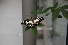 Butterfly on leaves