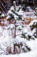 Snow Pine Lonely