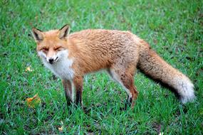 foraging red fox outdoor